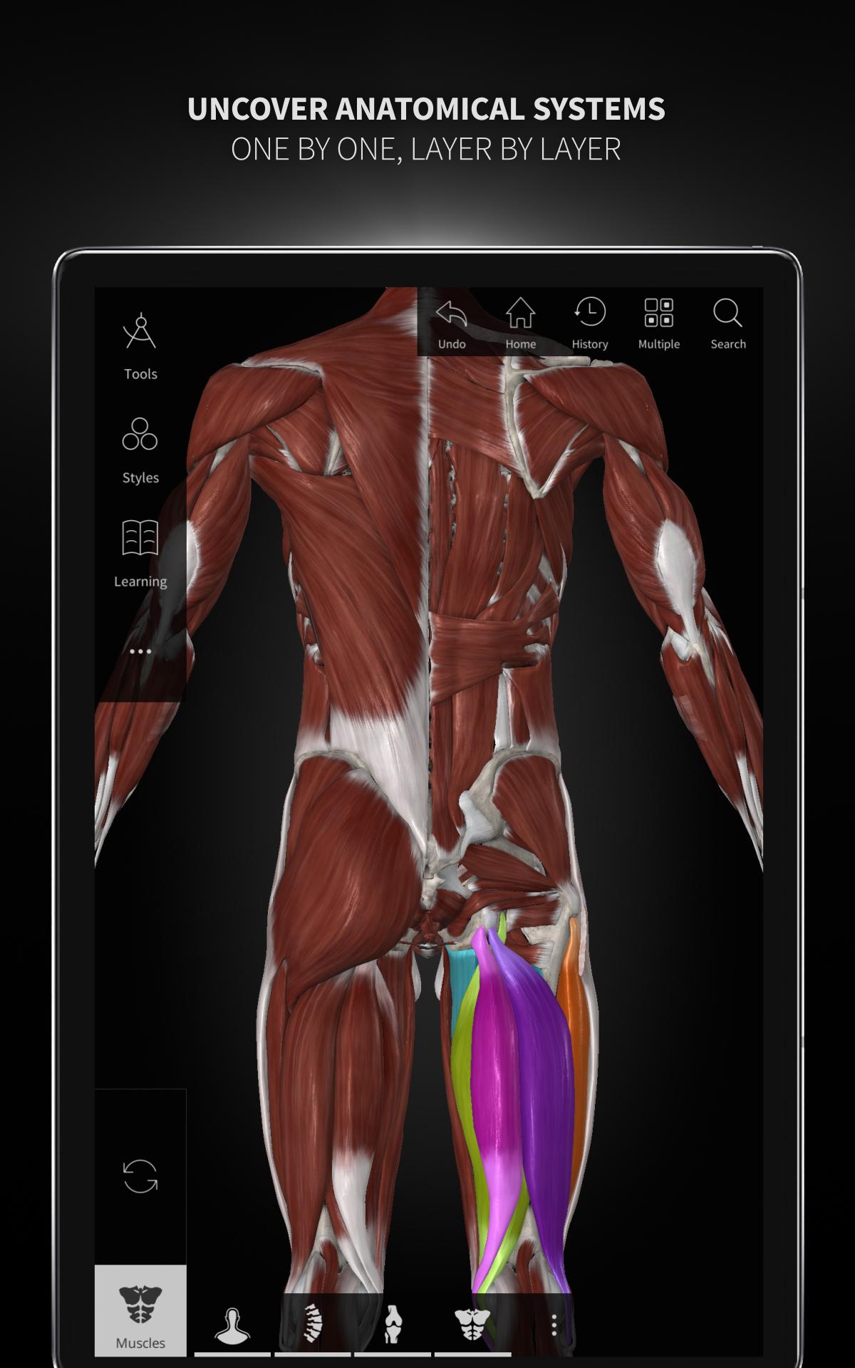Anatomyka - 3D Human Anatomy Atlas 2.0.8 Screenshot 14