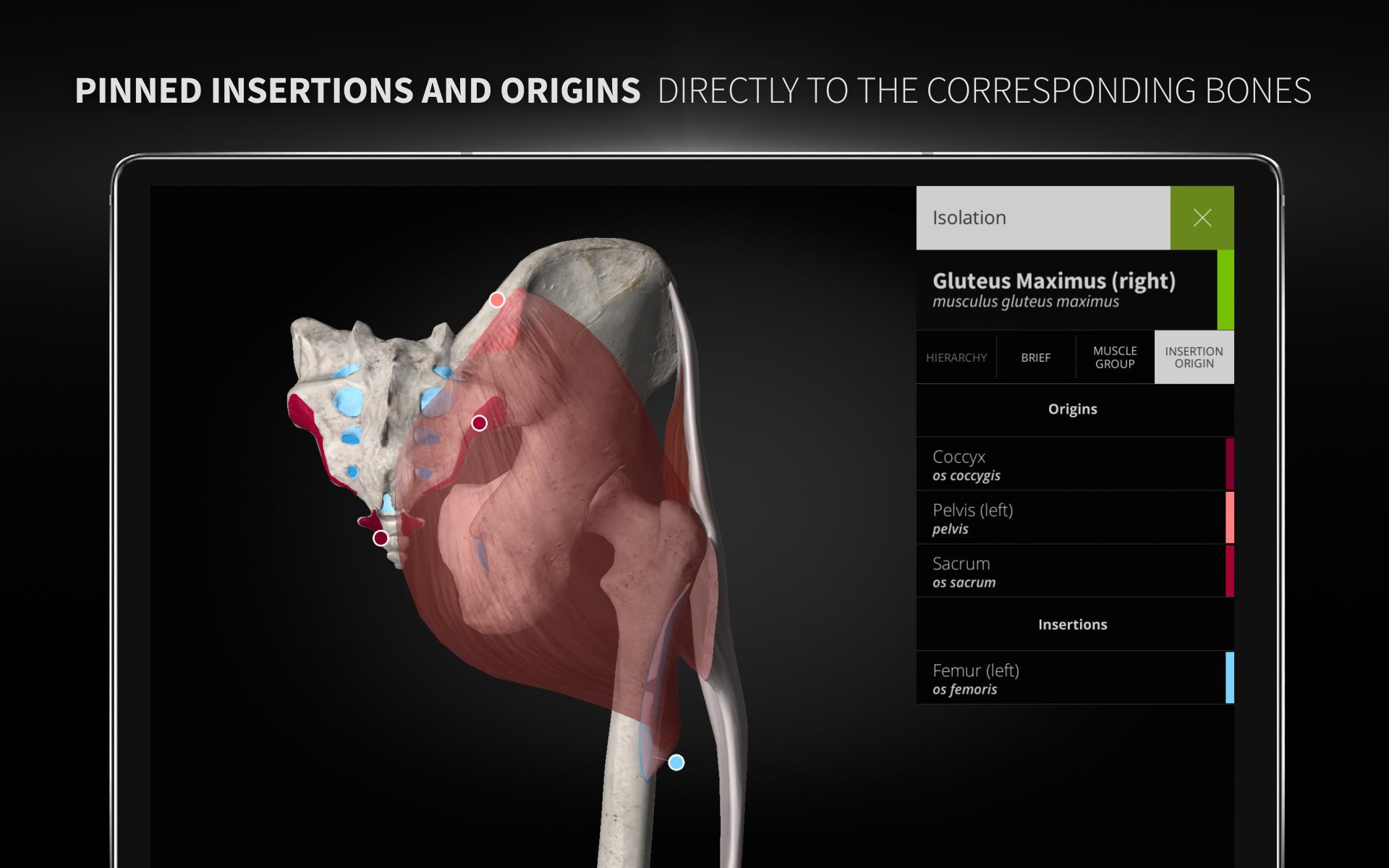 Anatomyka - 3D Human Anatomy Atlas 2.0.8 Screenshot 16
